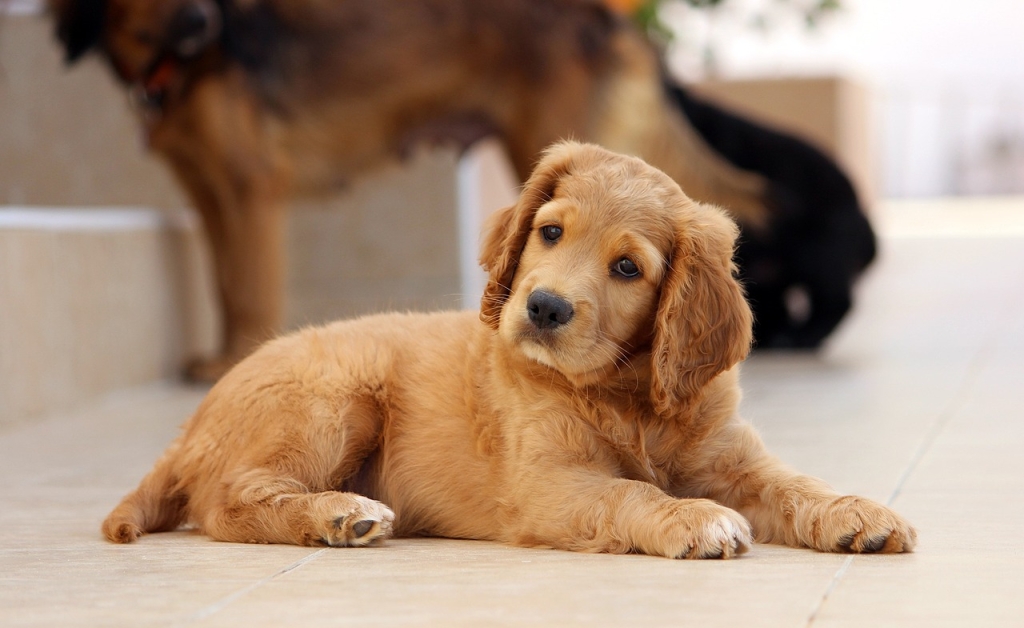 dog-785193_1280